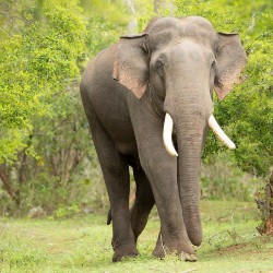 elephant