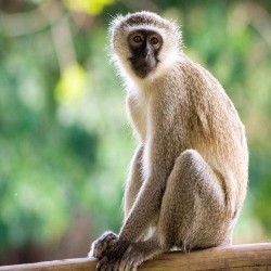 monkey